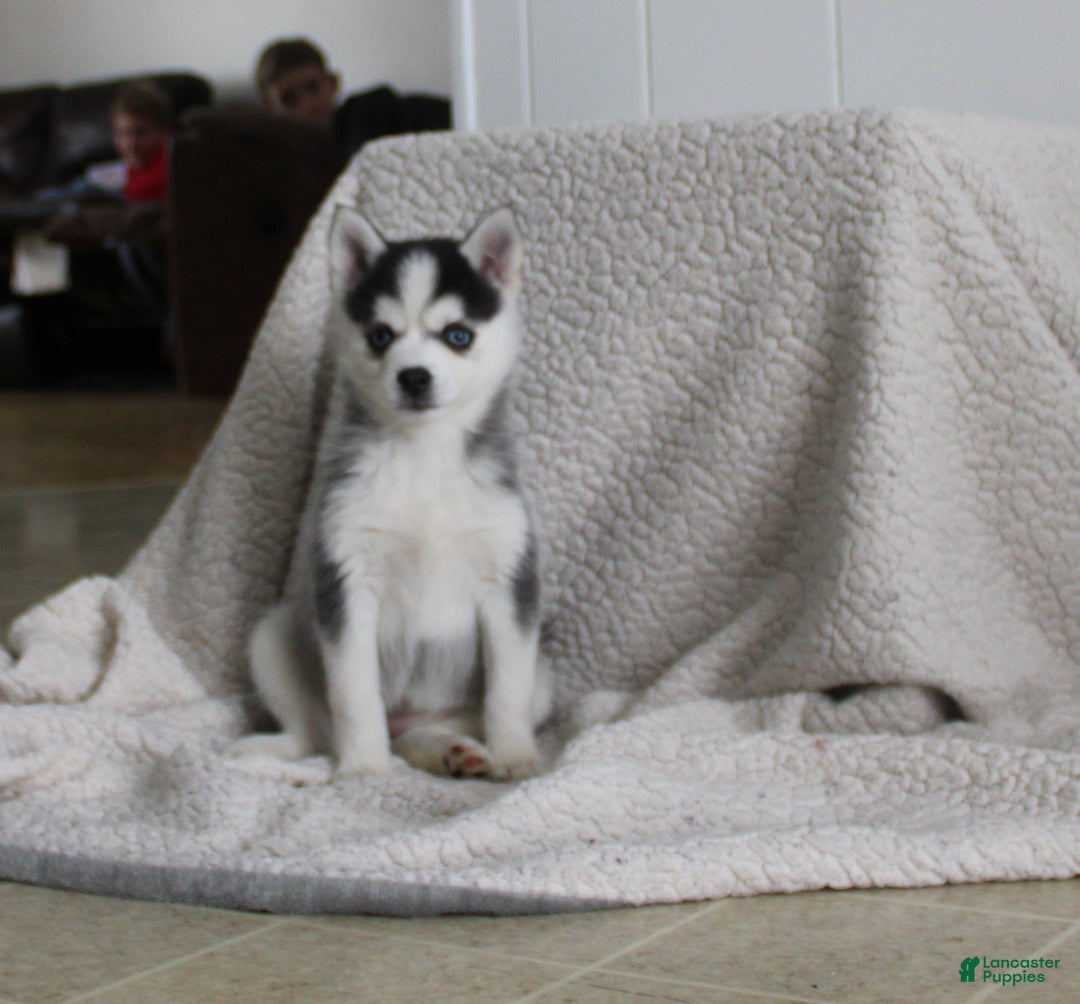 Pomsky dogs for sale: Tiny Tot - Ad 1