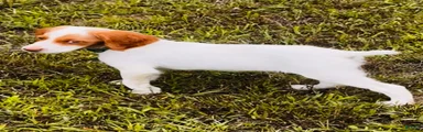 Brittany Spaniel 4