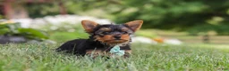 Yorkshire Terrier dogs for sale: Benji - Ad 7
