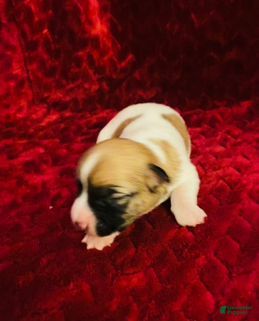 Jack Russell Terrier dogs Jack Russell Terrier Puppy 3 - Ad 1