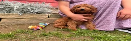 Mini Goldendoodle dogs for sale: Cora - Ad 3