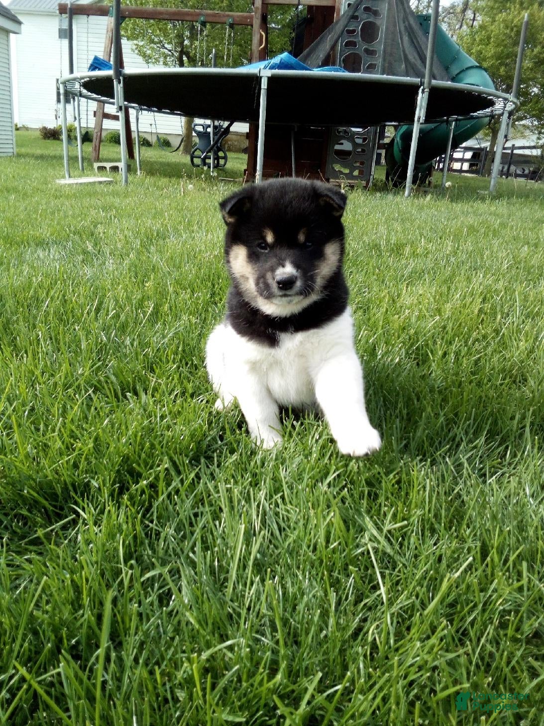 Shiba Inu dogs Tyson - Ad 16
