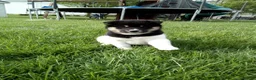 Shiba Inu dogs for sale: Tyson - Ad 1