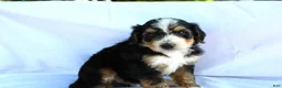Bernedoodle dogs for sale: Sheldon - Ad 9