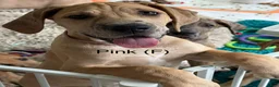 Great Dane dogs for sale: Pink - Ad 1