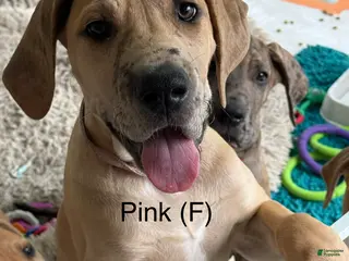 Great Dane dogs Pink - Ad 25