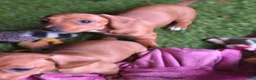 Miniature Dachshund dogs for sale: Beauty  - Ad 6