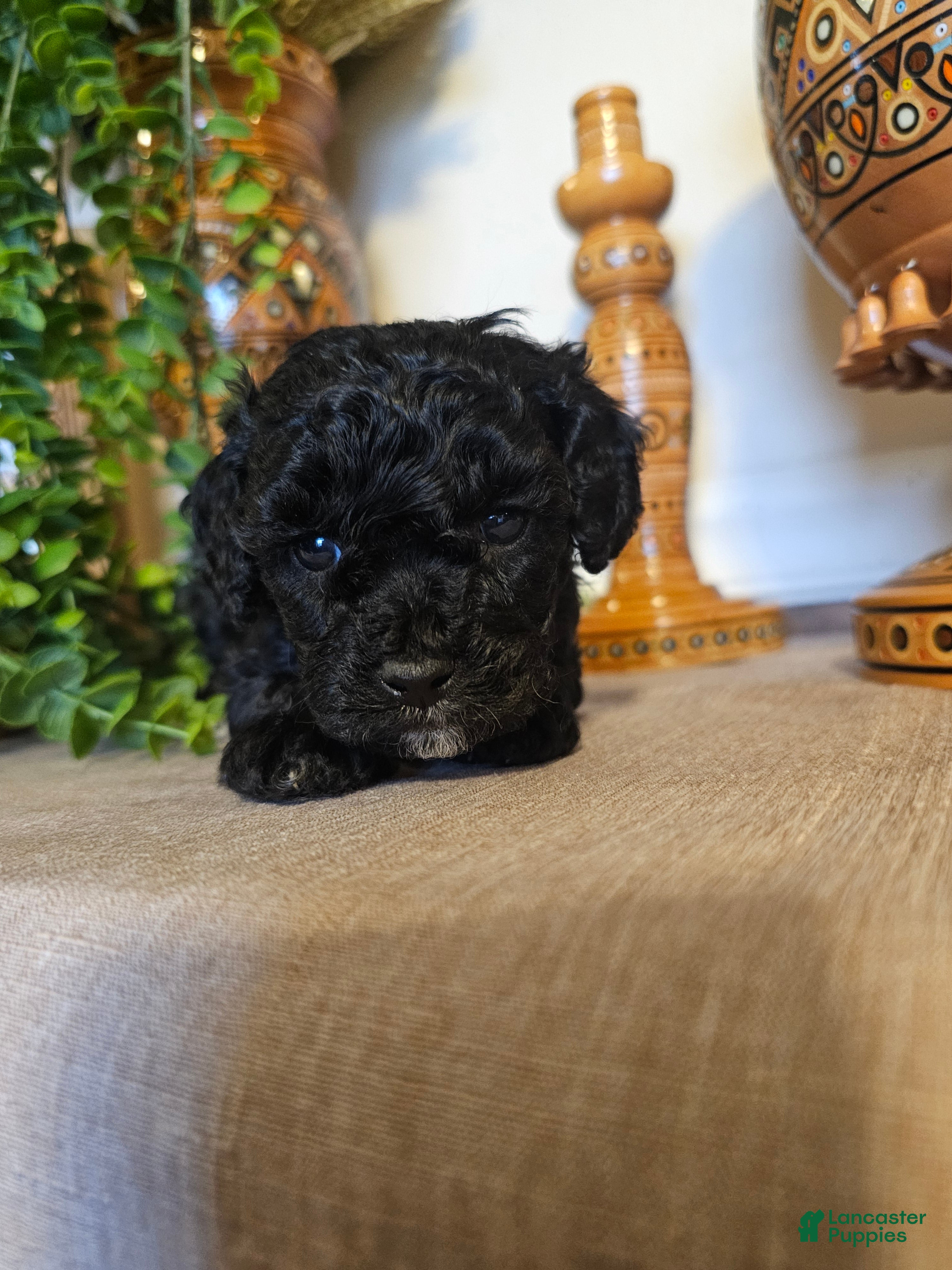 Mini Goldendoodle dogs Zara  - Ad 30