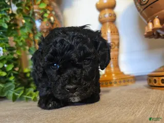 Mini Goldendoodle dogs Zara - Ad 30