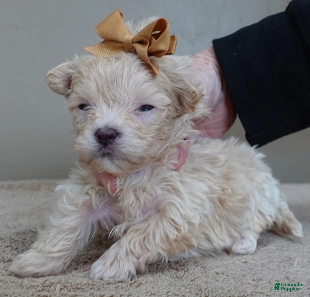 Maltipoo dogs for sale: Micro Teacup Kyro  - Ad 9