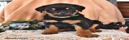 Rottweiler dogs for sale: Rex - Ad 1