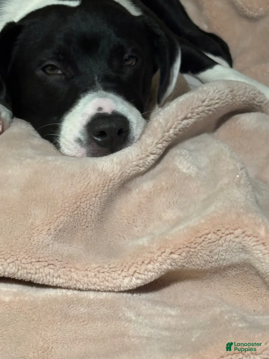 Mixed Breed dogs for sale: Mixed Breed 1 - Ad 2