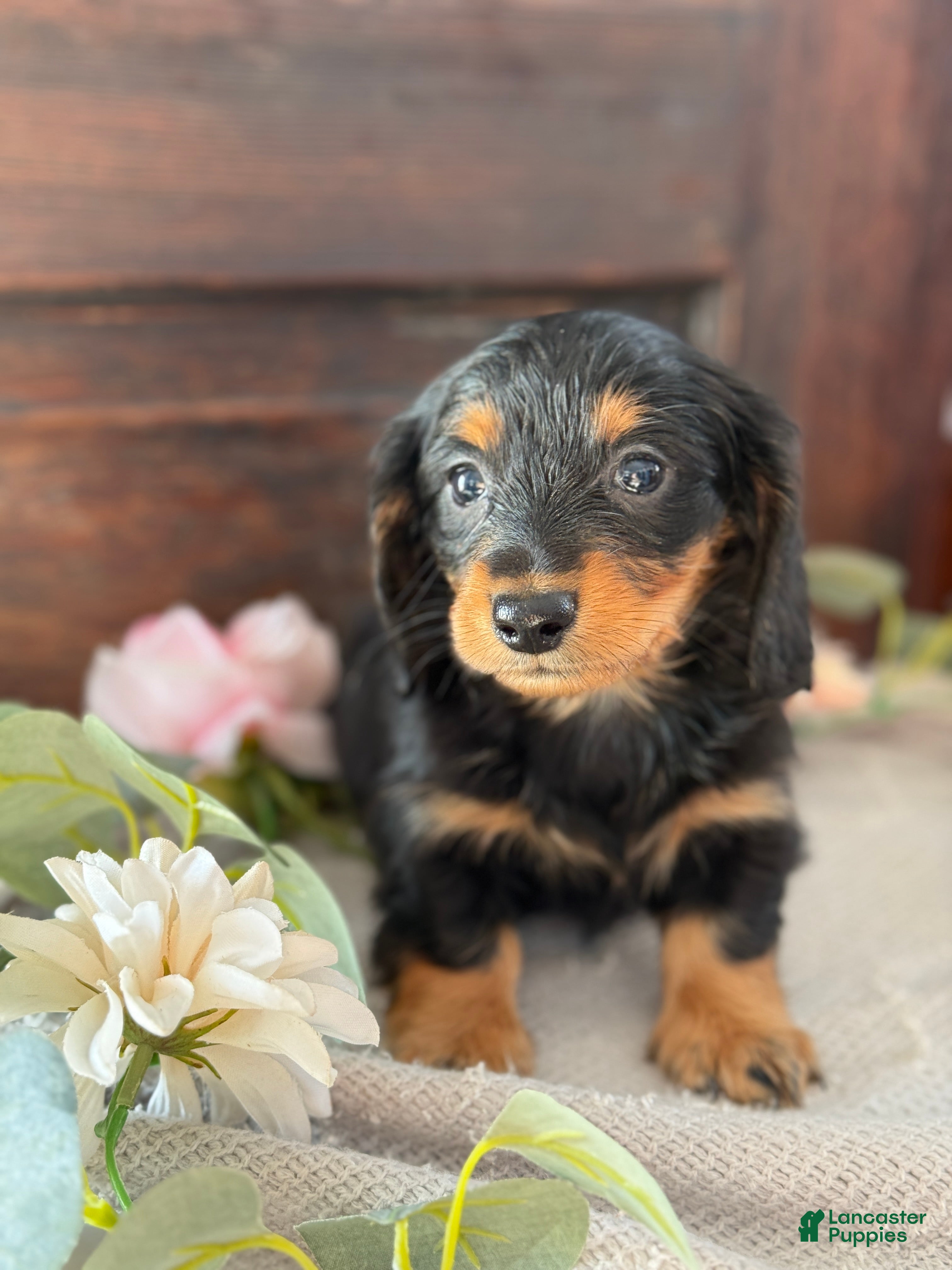 Miniature Dachshund dogs Monty - Ad 4
