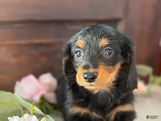Miniature Dachshund dogs Monty - Ad 4