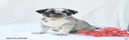 Boston Terrier dogs for sale: Harper - Ad 3