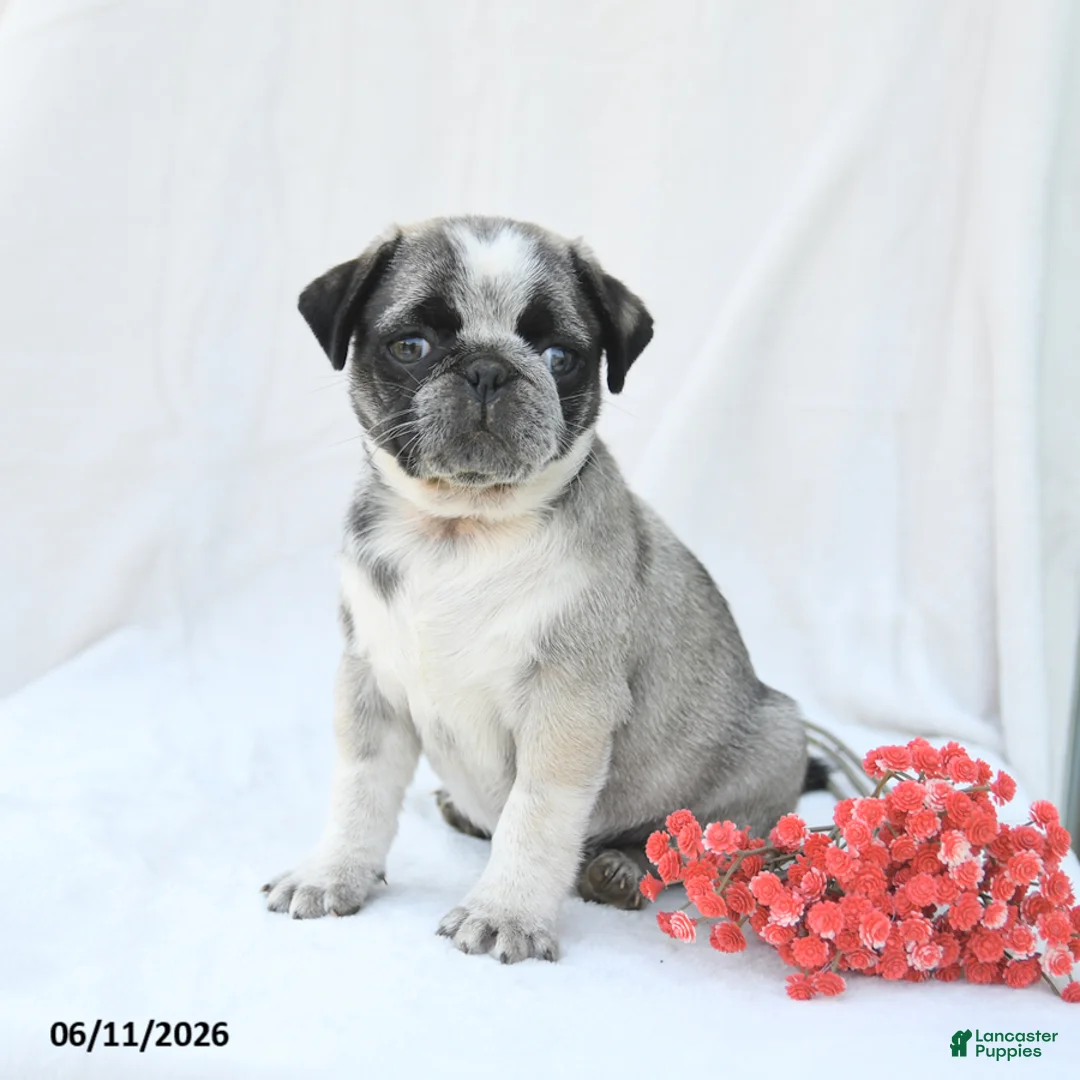 Boston Terrier dogs for sale: Harper - Ad 3