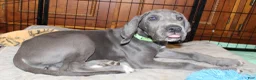 Great Dane dogs for sale: Diamond - Ad 19