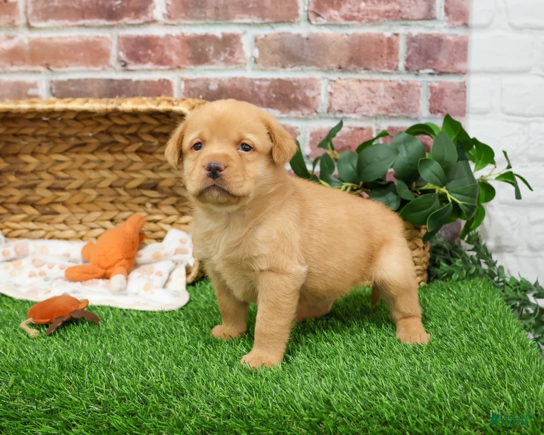 Labrador Retriever dogs for sale: Eddie - Ad 3