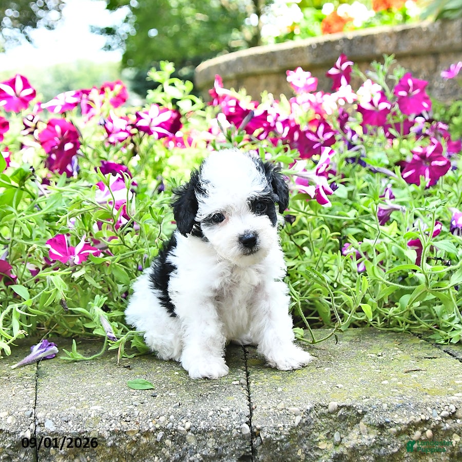 Toy Poodle dogs Marshall    EXTRA SMALL - Ad 1
