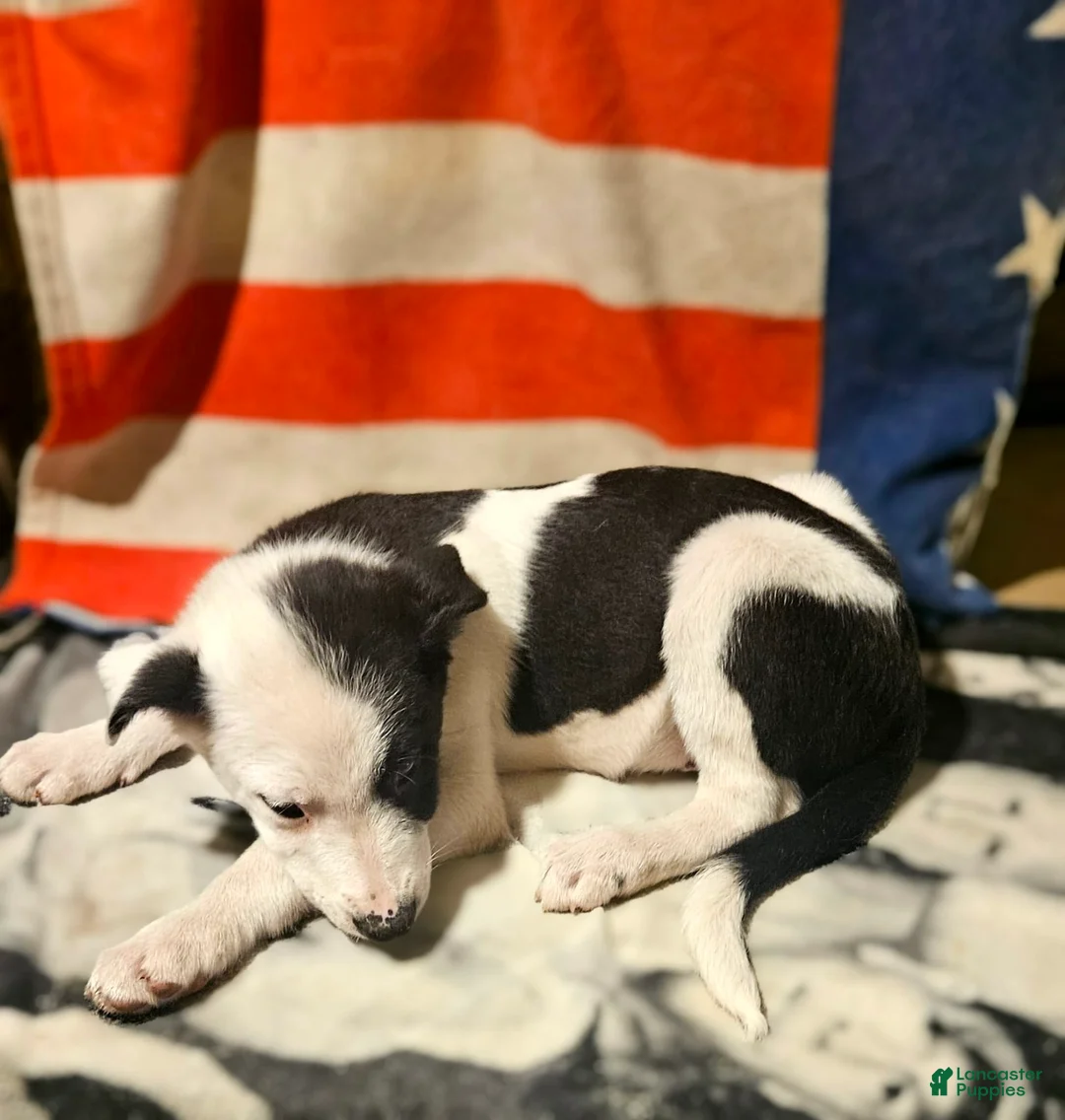 Border Collie dogs for sale: I-dog - Ad 9