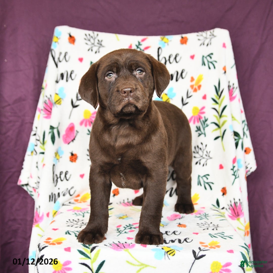 Labrador Retriever dogs for sale: Princess - Ad 3