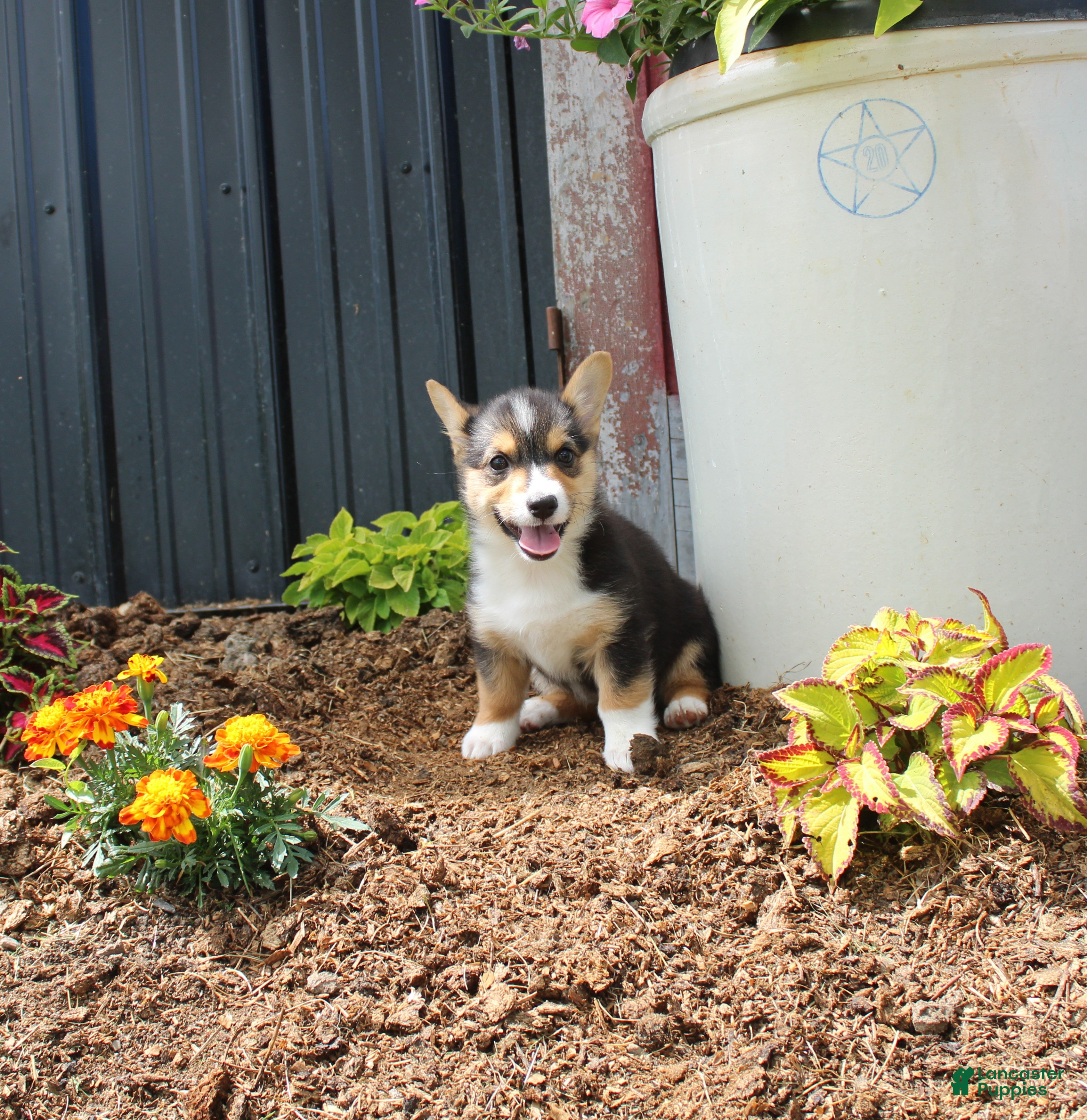 Welsh Corgi Pembroke dogs Patty - Ad 1
