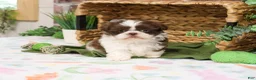 Shih Tzu dogs for sale: Andre  - Ad 10