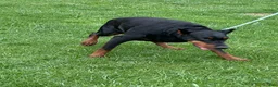 Doberman Pinscher dogs for sale: Doberman Pinscher Puppy 1 - Ad 2