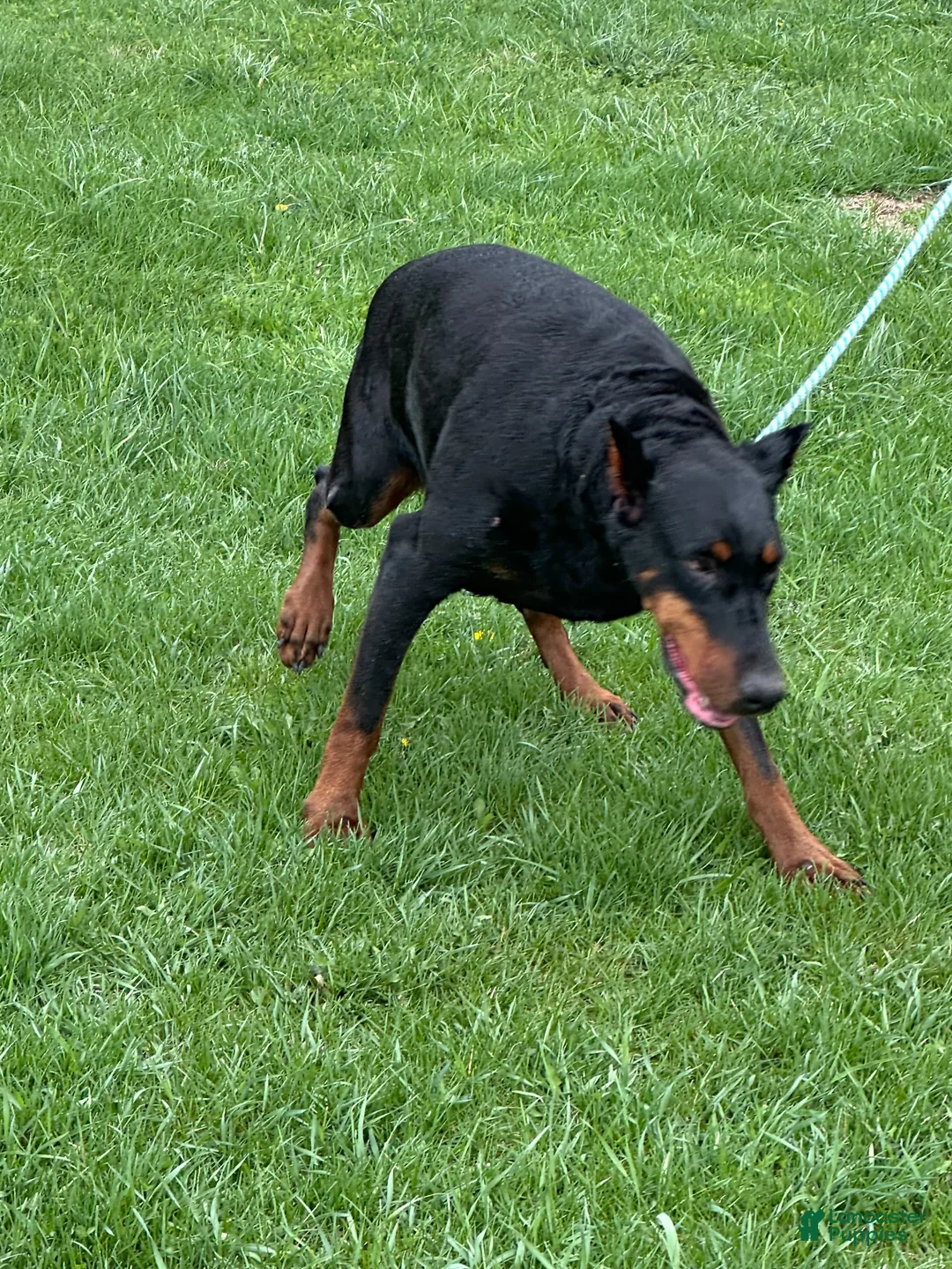 Doberman Pinscher dogs for sale: Doberman Pinscher Puppy 1 - Ad 2