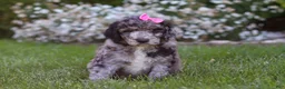 Newfypoo dogs for sale: Ally - Ad 2