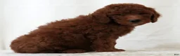 Mini Goldendoodle dogs for sale: Jasper - Ad 3