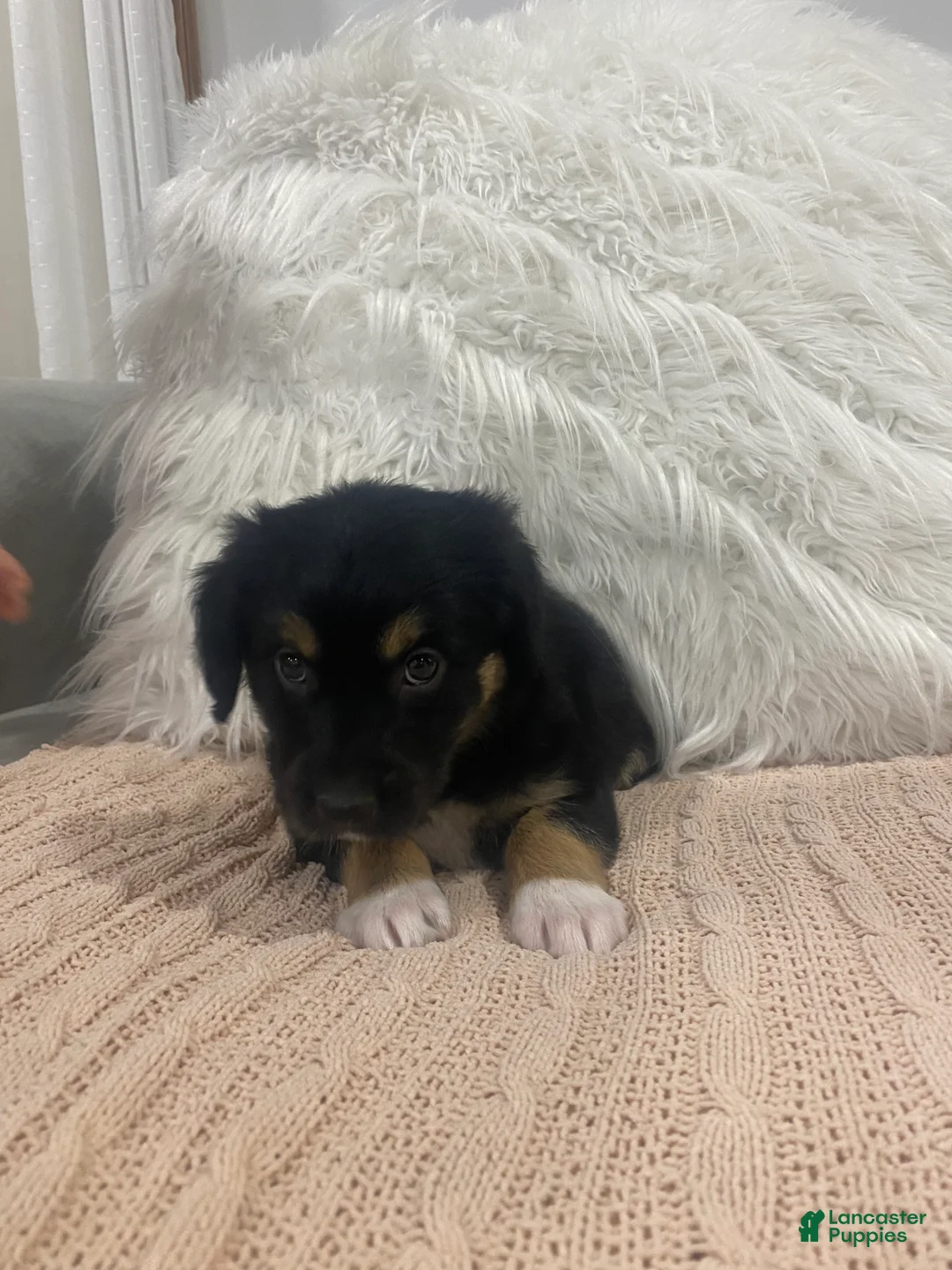 Mixed Breed dogs for sale: Sophie - Ad 2