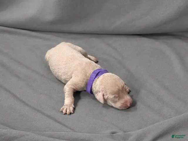 Doberman Pinscher dogs for sale: Seren - Ad 40