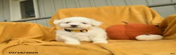 Bichon Frise dogs for sale: Harvey  - Ad 4