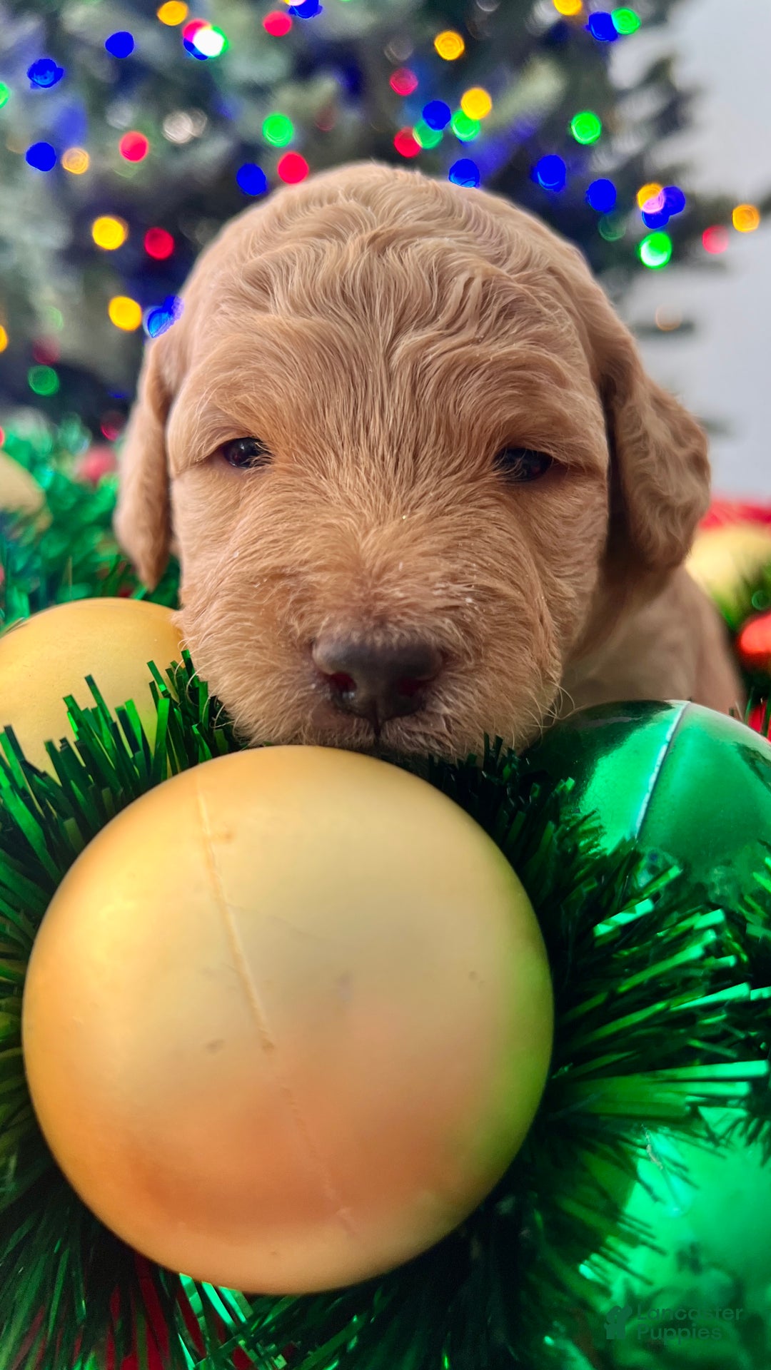Goldendoodle dogs for sale: Luv – Apricot Medium Goldendoodle (F) – Service Dog Temperament Candidate - Ad 3