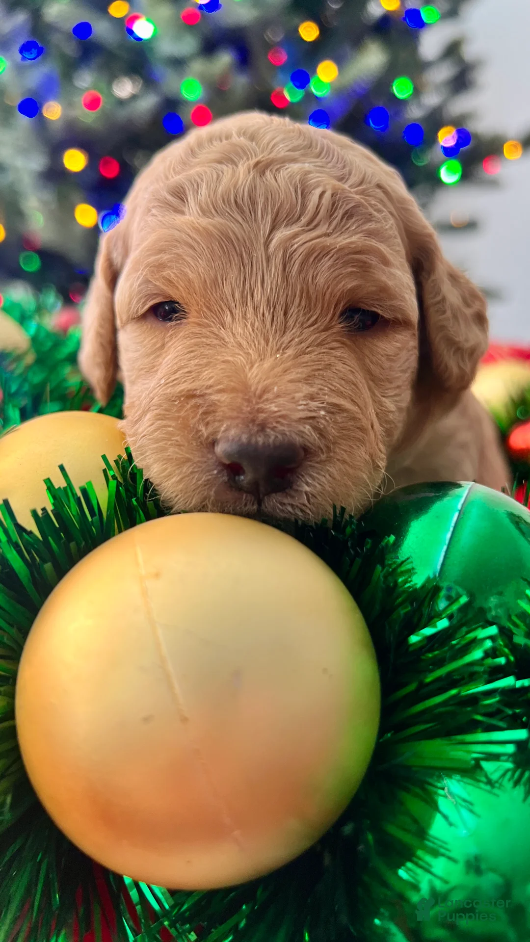 Goldendoodle dogs for sale: Luv – Apricot Medium Goldendoodle (F) – Service Dog Temperament Candidate - Ad 3