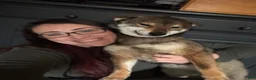 Shiba Inu dogs for sale: Touka  - Ad 30