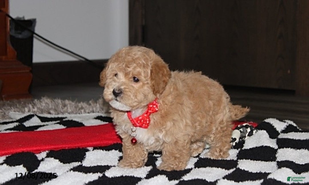 Bichpoo dogs for sale: Sammy - Ad 7