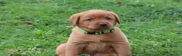 Labrador Retriever dogs for sale: Rusty - Ad 6