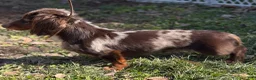 Doxiepoo dogs for sale: Hershey kiss  - Ad 7