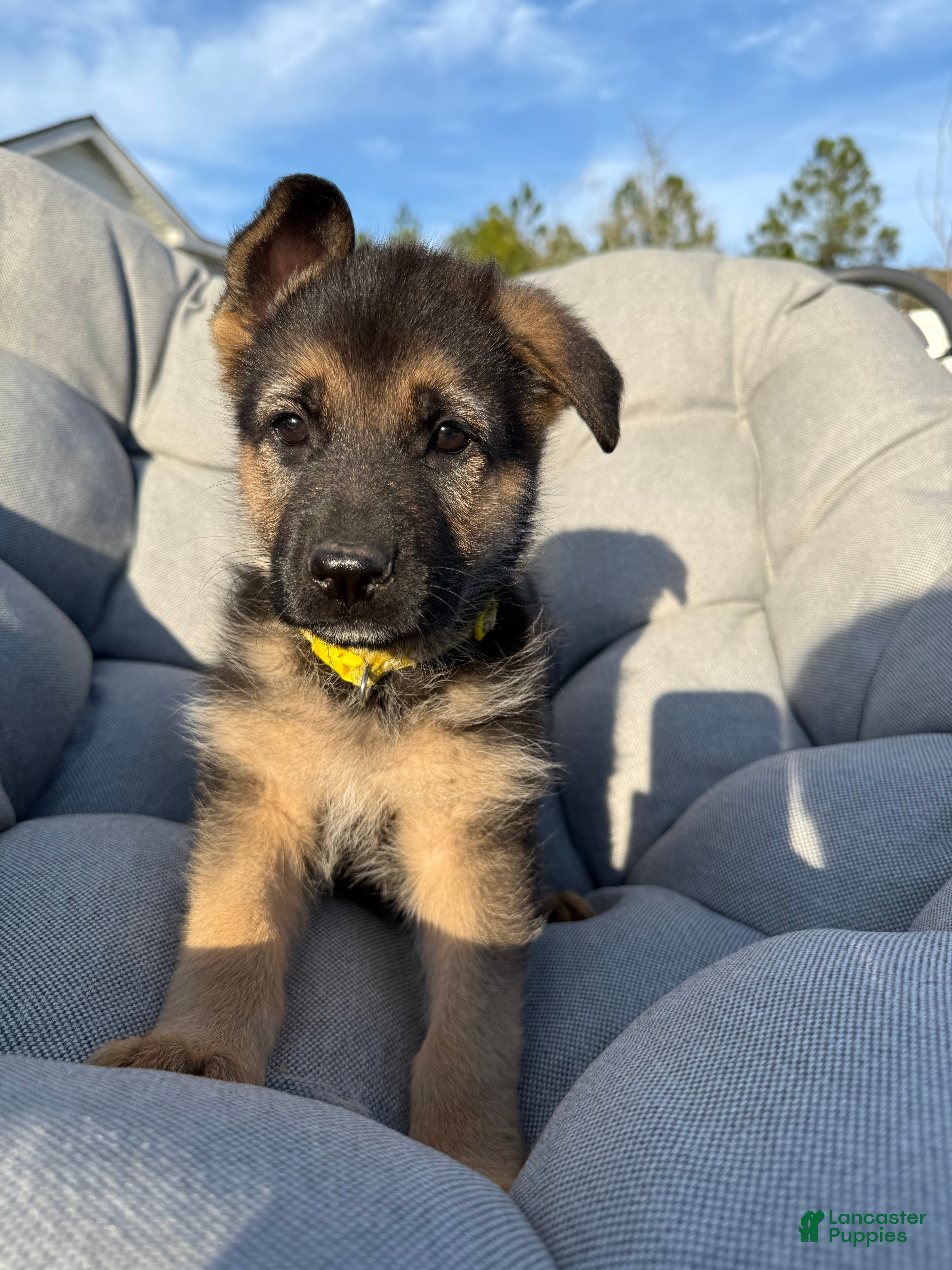 German Shepherd dogs Angel - Ad 5