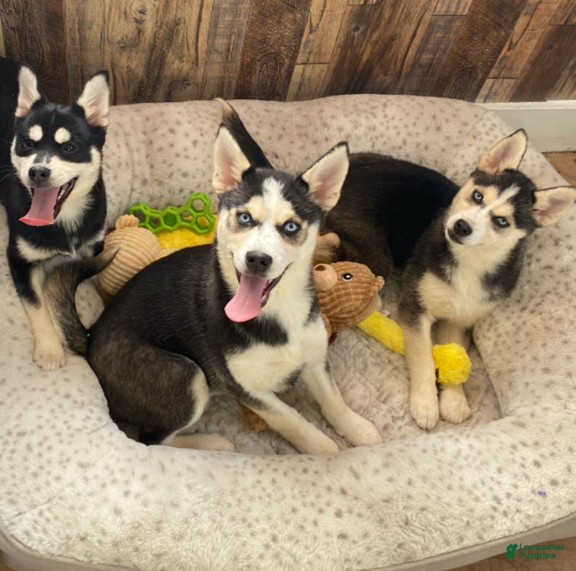 Pomsky dogs Kitty  - Ad 2