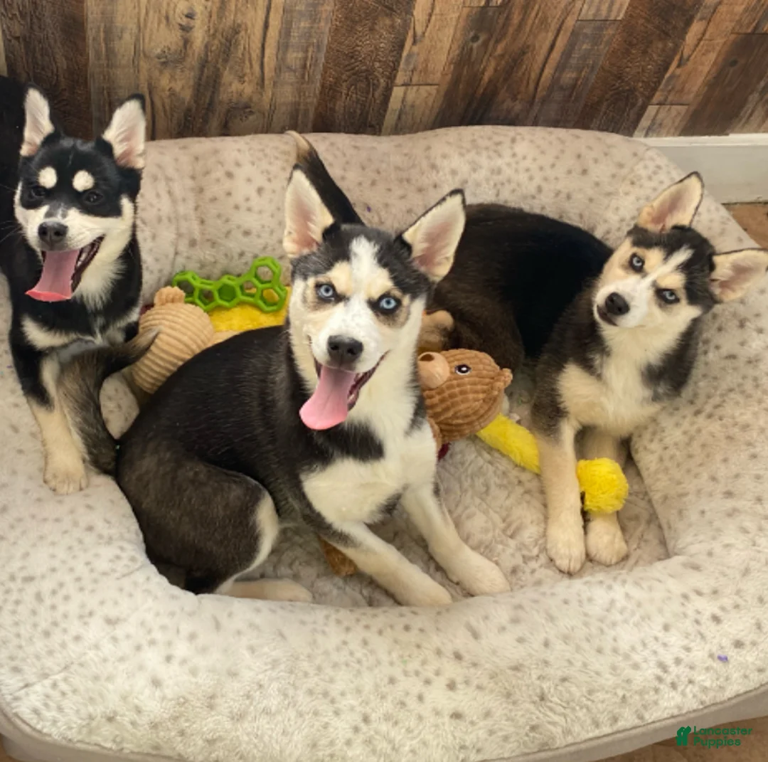 Pomsky dogs for sale: Kitty  - Ad 2