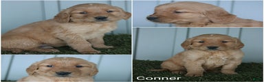 Golden Retriever Puppy Conner
