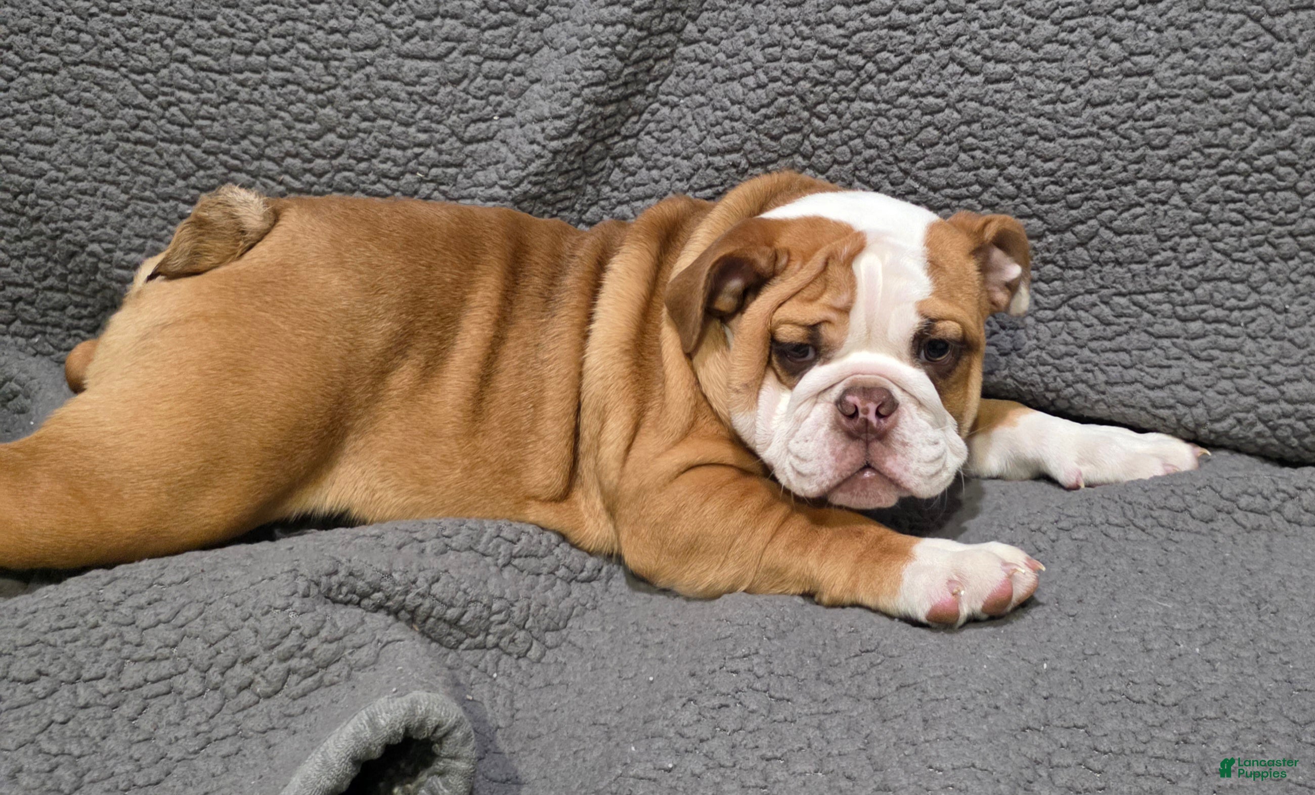 English Bulldog dogs Marion - Ad 2