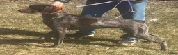 German Shorthaired Pointer dogs for sale: German Shorthaired Pointer Puppy 3 - Ad 2