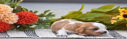 Cavalier King Charles Spaniel dogs for sale: Roman - Ad 2