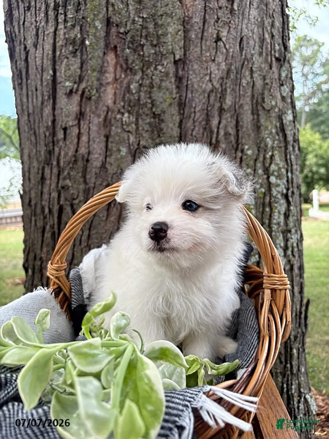 Mixed Breed dogs for sale: Lamar - Ad 4