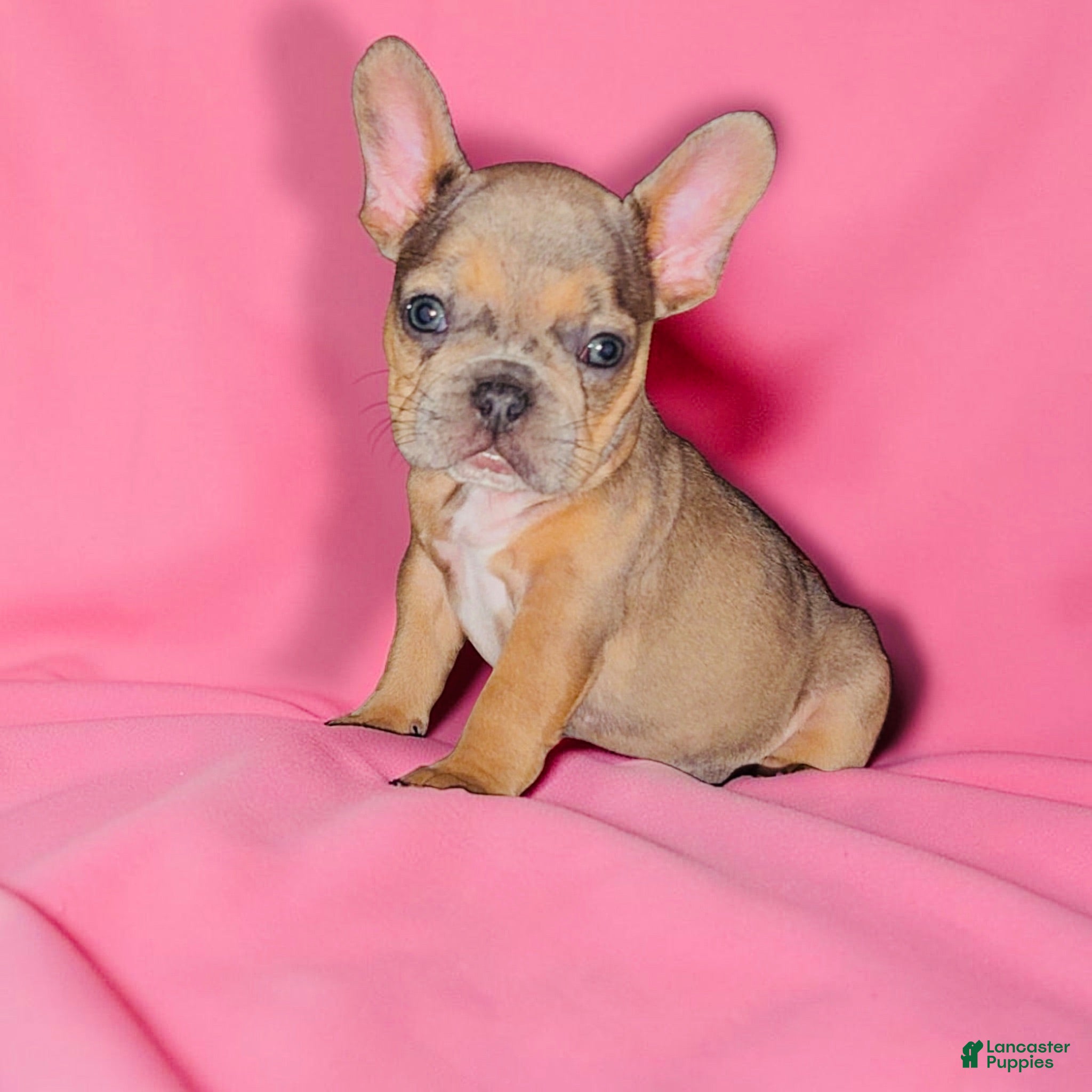 French Bulldog dogs for sale: French Bulldog 1-Peaches - Ad 3