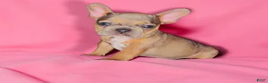 French Bulldog 1-Peaches